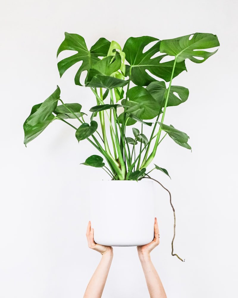 Money Plant (Golden Pothos)